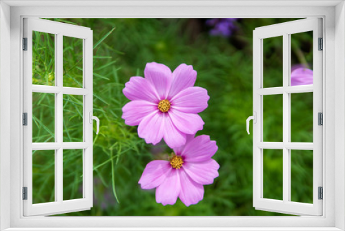 Fototapeta Naklejka Na Ścianę Okno 3D - Fresh Pink Purple Flower Blossom