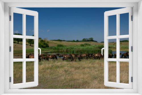 Fototapeta Naklejka Na Ścianę Okno 3D - wild horses on Langeland island