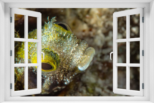 Fototapeta Naklejka Na Ścianę Okno 3D - Curacao Underwater