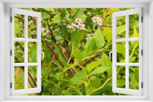 Fototapeta Naklejka Na Ścianę Okno 3D - Blueberry Bushes Flowering