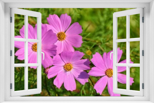 Fototapeta Naklejka Na Ścianę Okno 3D - The background of pink cosmos flowers.