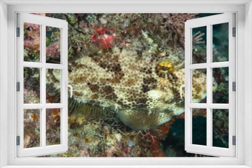 Fototapeta Naklejka Na Ścianę Okno 3D - Unterwasserwelt von Christmas Island