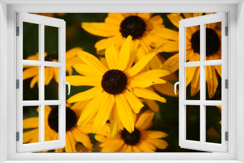 Fototapeta Naklejka Na Ścianę Okno 3D - yellow daisy flowers
