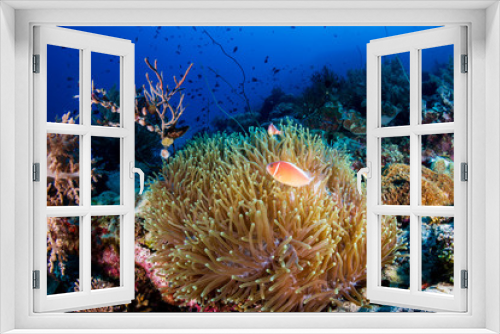 Fototapeta Naklejka Na Ścianę Okno 3D - A family of Pink Skunk Clownfish in their host anemone on a coral reef