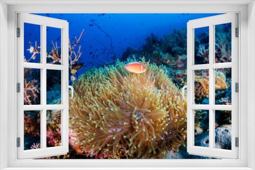 Fototapeta Naklejka Na Ścianę Okno 3D - A family of Pink Skunk Clownfish in their host anemone on a coral reef
