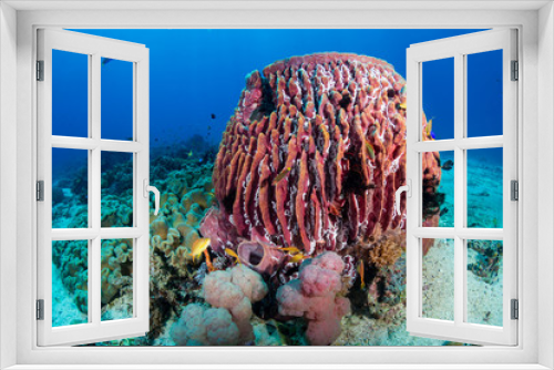 Fototapeta Naklejka Na Ścianę Okno 3D - Huge sponges and tropical fish on a coral reef in the Philippines