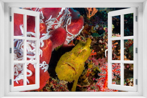 Fototapeta Naklejka Na Ścianę Okno 3D - A Giant Frogfish next to a large red sponge on a colorful tropical coral reef