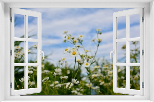 Fototapeta Naklejka Na Ścianę Okno 3D - 野原にヒメジョオンの白い花が一杯