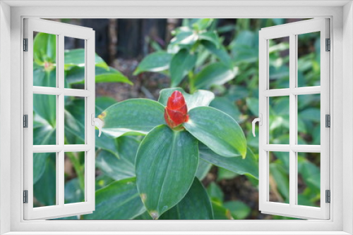 Fototapeta Naklejka Na Ścianę Okno 3D - Fresh red orchid, green leaves