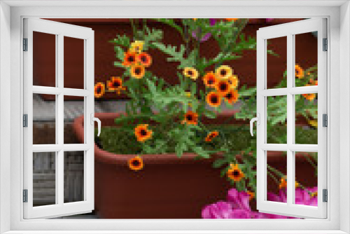Fototapeta Naklejka Na Ścianę Okno 3D - Set Beautiful flowers in a pot Orange and pink petals.
