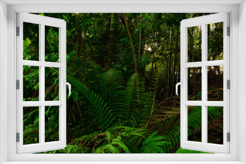 Fototapeta Naklejka Na Ścianę Okno 3D - Lush green of fern foliage in tropical jungle of Thailand