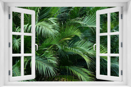 Fototapeta Naklejka Na Ścianę Okno 3D - green leaf of palm tree in garden