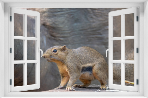 Fototapeta Naklejka Na Ścianę Okno 3D - Plantain Squirrel (Callosciurus notatus) foraging for food