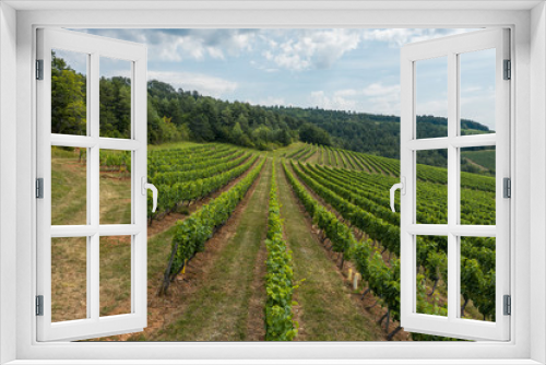 Fototapeta Naklejka Na Ścianę Okno 3D - Above the vineyard of burgundy in France