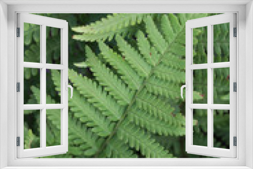 Fototapeta Naklejka Na Ścianę Okno 3D - leaves of fern in summertime