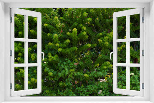 Fototapeta Naklejka Na Ścianę Okno 3D -  Fragment of green coniferous plants close-up