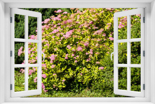 Fototapeta Naklejka Na Ścianę Okno 3D - Small, beautiful pink flowers in a countryside home park garden in a sunny day.