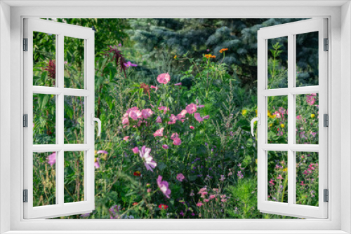 Fototapeta Naklejka Na Ścianę Okno 3D - Kolorowe , polne kwiaty na łące w okresie letnim