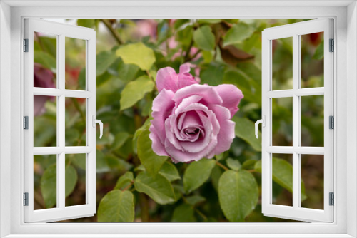 Fototapeta Naklejka Na Ścianę Okno 3D - Purple roses in the garden