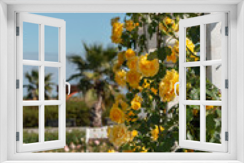 Fototapeta Naklejka Na Ścianę Okno 3D - Yellow roses on garden wall