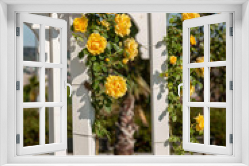 Fototapeta Naklejka Na Ścianę Okno 3D - Yellow roses on garden wall