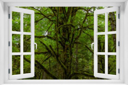 Fototapeta Naklejka Na Ścianę Okno 3D - Tree of Mystery