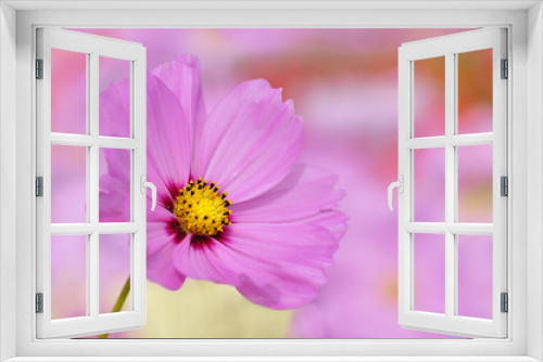Fototapeta Naklejka Na Ścianę Okno 3D - Fleur rose de cosmos sur fond rose