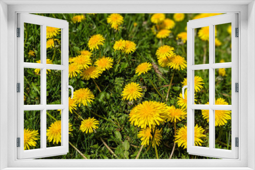 Fototapeta Naklejka Na Ścianę Okno 3D - Field of Wild Dandelions and Wildflowers in Forest