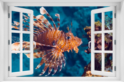 Fototapeta Naklejka Na Ścianę Okno 3D - Lionfish near coral. Macro photography of underwater life