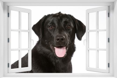 Fototapeta Naklejka Na Ścianę Okno 3D - Black labrador dog portrait. Image taken in a studio with white background. Copy space, isolated on white.