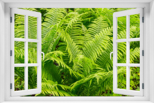 Fototapeta Naklejka Na Ścianę Okno 3D - Green fern in a forest