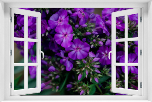 Fototapeta Naklejka Na Ścianę Okno 3D - Phlox