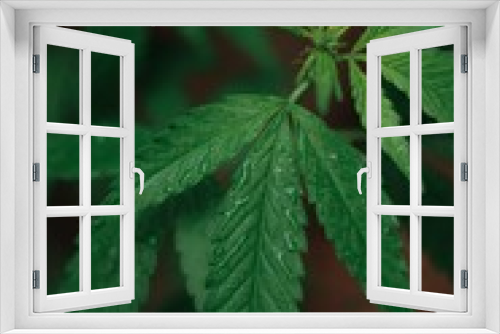 Fototapeta Naklejka Na Ścianę Okno 3D - Weed