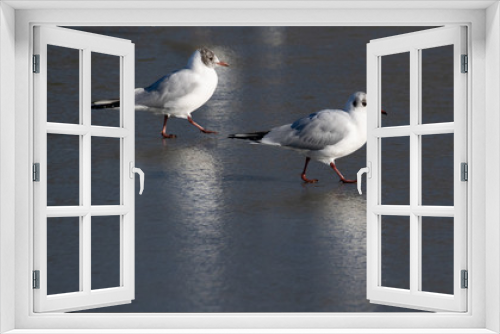 Fototapeta Naklejka Na Ścianę Okno 3D - Seagulls walking across a frozen lake