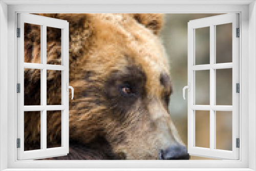 Fototapeta Naklejka Na Ścianę Okno 3D - portrait of a bear