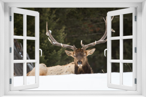 Fototapeta Naklejka Na Ścianę Okno 3D - Bull elk