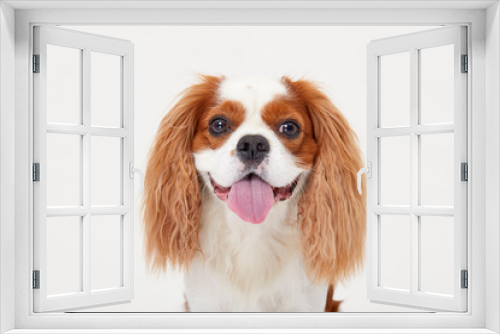 Fototapeta Naklejka Na Ścianę Okno 3D - Smart dog. Cavalier king Charles spaniel dog iportrait isolated on white background. Education and training concept. Space for text