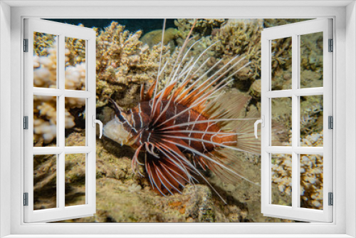 Fototapeta Naklejka Na Ścianę Okno 3D - Lion fish in the Red Sea colorful fish, Eilat Israel