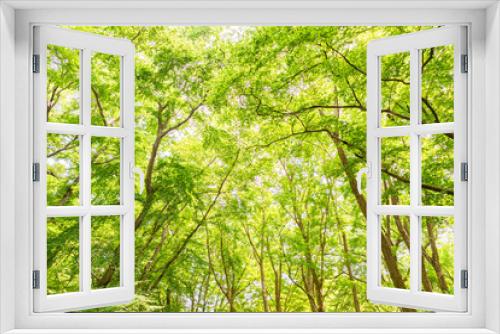 Fototapeta Naklejka Na Ścianę Okno 3D - 神代植物公園の新緑