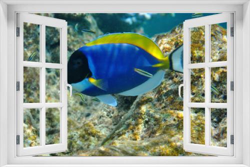 Fototapeta Naklejka Na Ścianę Okno 3D - Weißkehl-Doktorfische