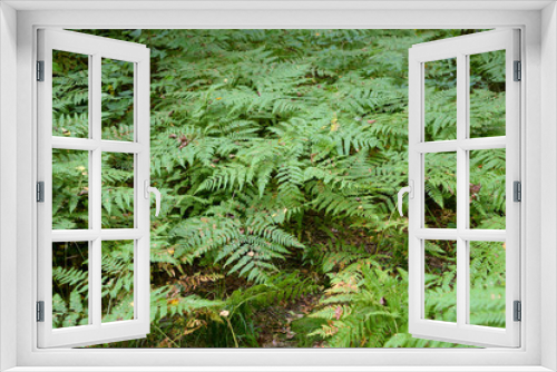 Fototapeta Naklejka Na Ścianę Okno 3D - Wild fern in forest.