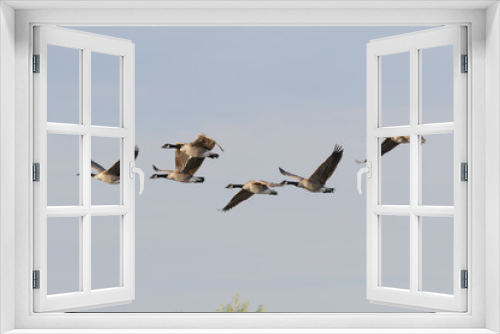 Fototapeta Naklejka Na Ścianę Okno 3D - Canada Goose in Australasia