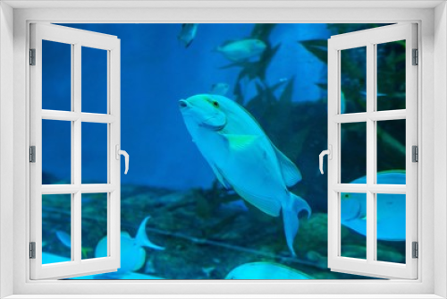 Fototapeta Naklejka Na Ścianę Okno 3D - aquarium in thailand , sea creatures 