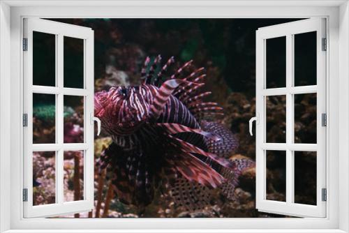 Fototapeta Naklejka Na Ścianę Okno 3D - lion fish in the coral reef