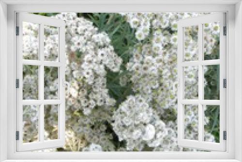 Fototapeta Naklejka Na Ścianę Okno 3D - white flowers in garden