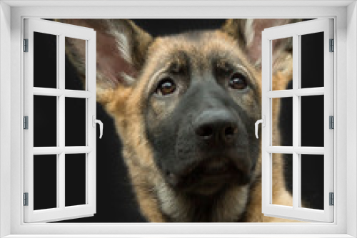 Fototapeta Naklejka Na Ścianę Okno 3D - Portret Duitse herder puppy