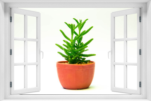 Fototapeta Naklejka Na Ścianę Okno 3D - Cactus in pot of white background
