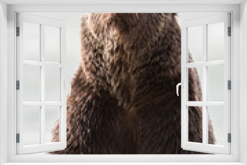 Fototapeta Naklejka Na Ścianę Okno 3D - Grizzly bear in the spring