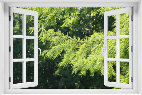 Fototapeta Naklejka Na Ścianę Okno 3D - Light Through the Evergreen Tree