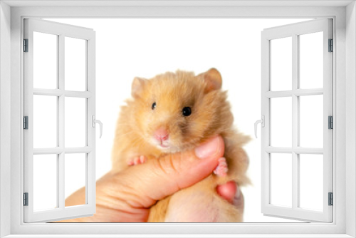 Fototapeta Naklejka Na Ścianę Okno 3D - syrian hamster isolated on white